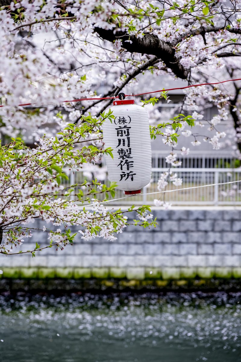 お江戸深川さくらまつり公式【江東区/門前仲町-清澄白河-森下】 tweet media