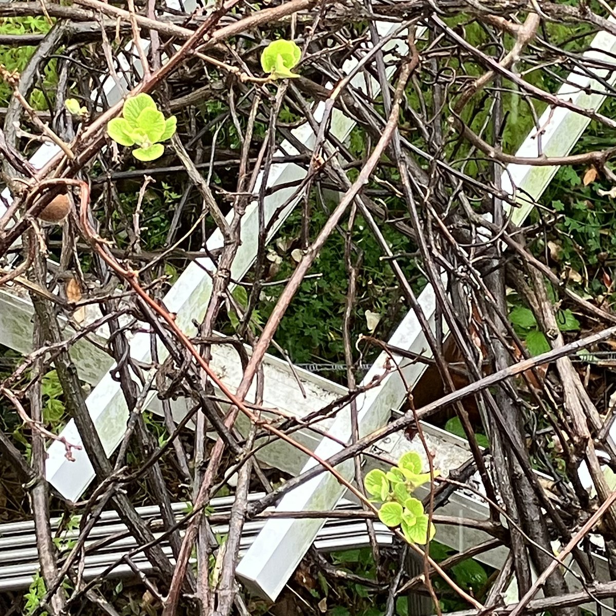 Sally_812's tweet image. Kiwi jungle is starting to grow 🥝

#kiwi
#backyard 
#キウイ