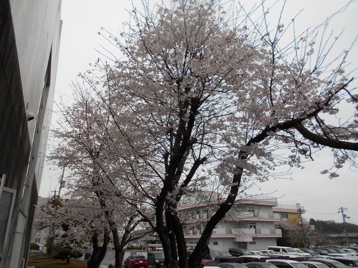 sangawa_lib's tweet photo. 寒川図書館の桜🌸が満開になりました(^^♪
四月の新刊も出ています。 https://t.co/LA7FGWyLqH