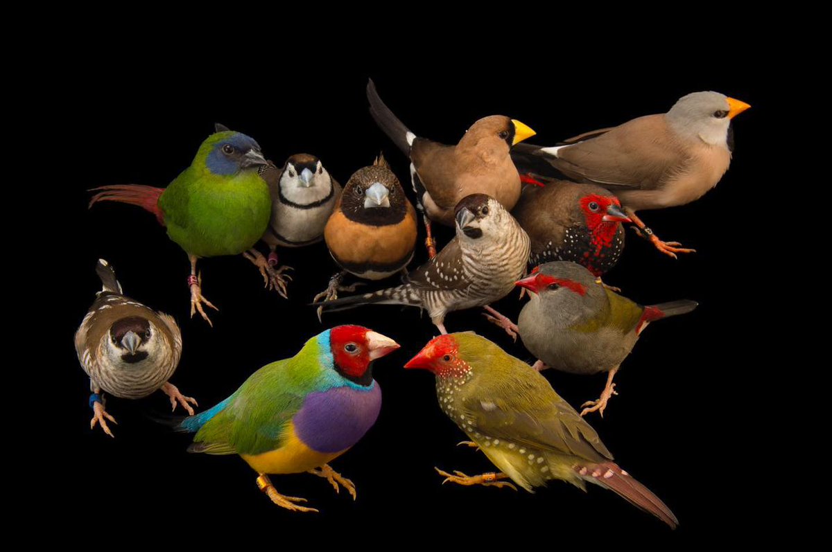anthonystuart07's tweet photo. #finches #birds #Australian #animals #wildlife #photography #animalphotography #wildlifephotography https://t.co/azk8vcMuXT