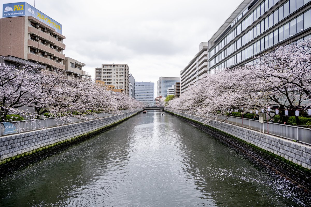 お江戸深川さくらまつり公式【江東区/門前仲町-清澄白河-森下】 tweet media