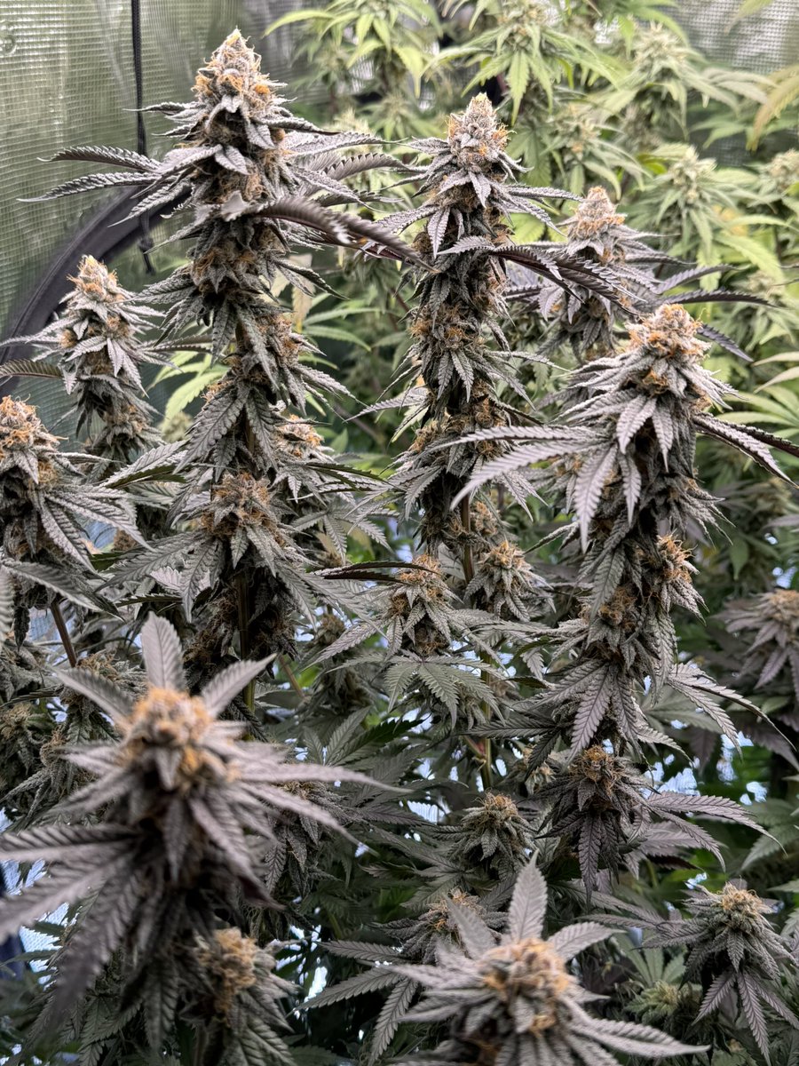 Funky Finger Genetics tweet media