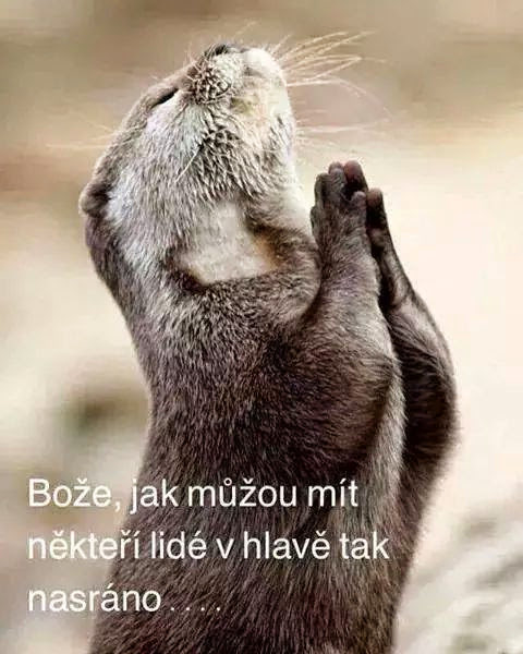 Mirek_62's tweet photo. @FoldynaJaroslav https://t.co/5RP6MDgBb5