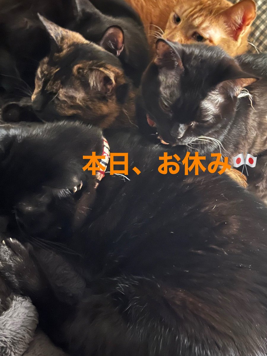 Hayate Sapporo tweet media