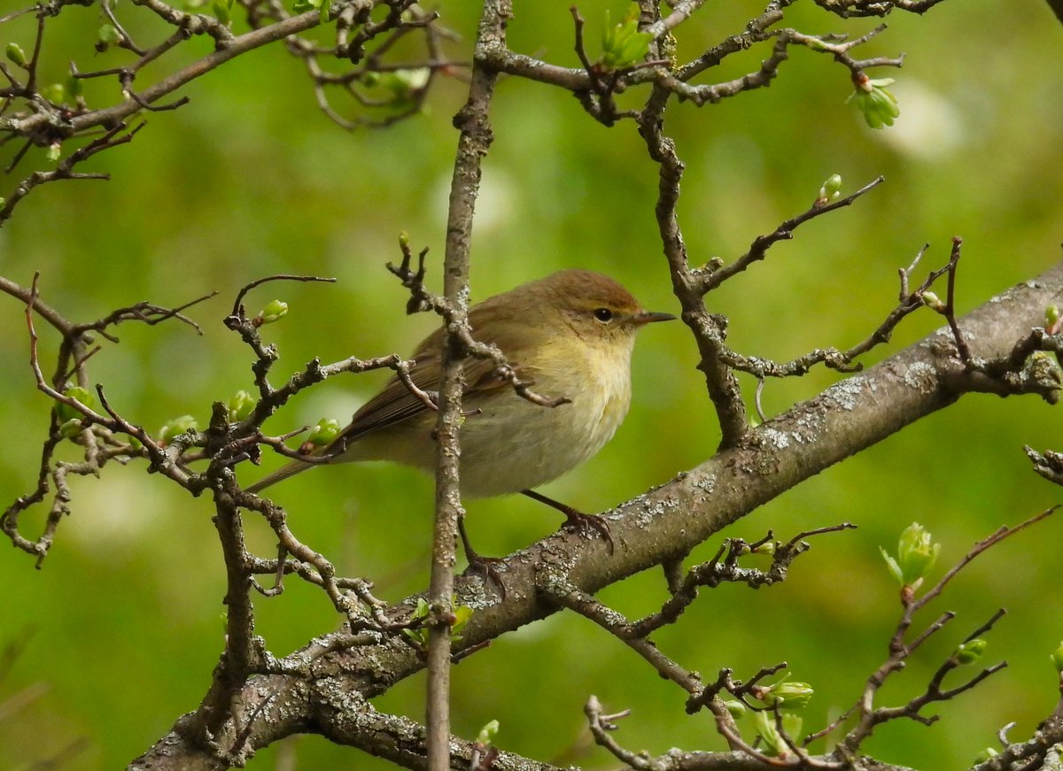 Pajarines tweet media