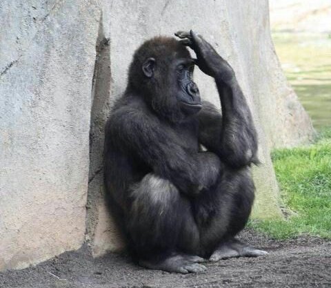 ଘ ੭ ✩‧₊˚ หมั้ยรักโอเลี้ยง °•* ᯤ εїз tweet media