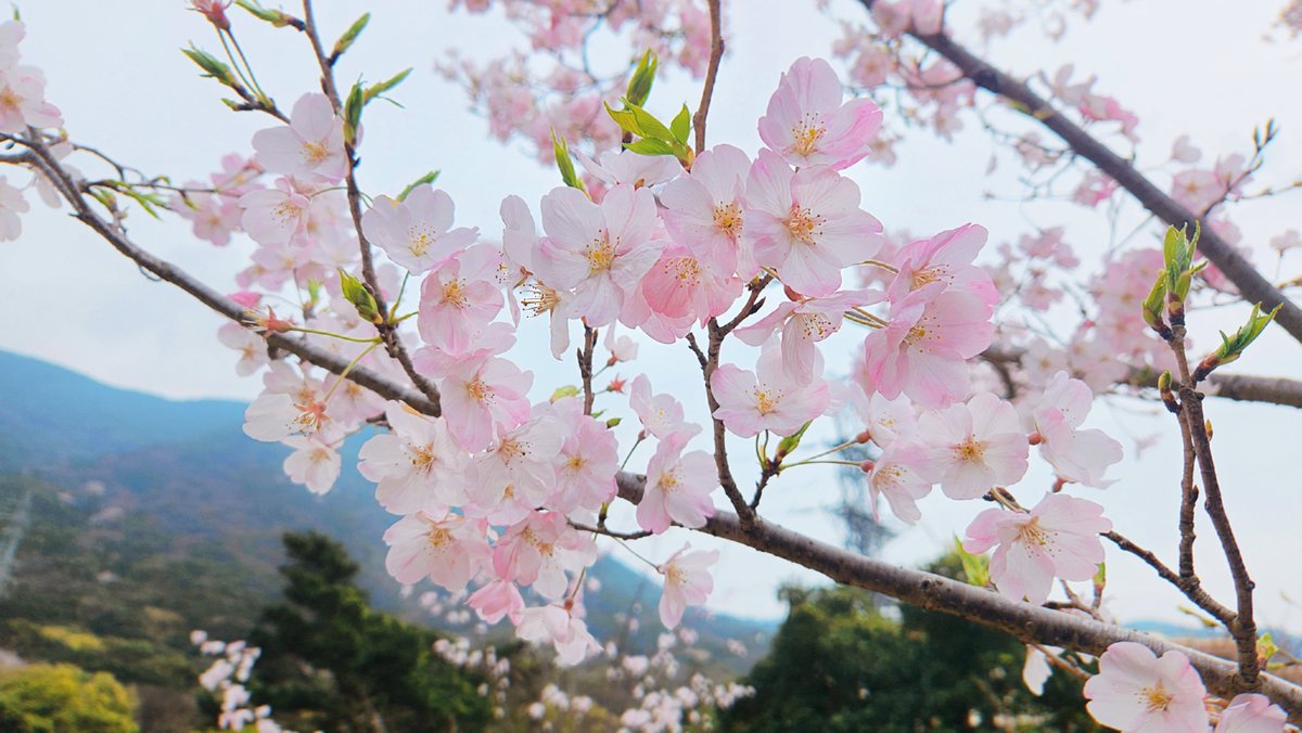 017｜父ノ背中 tweet media