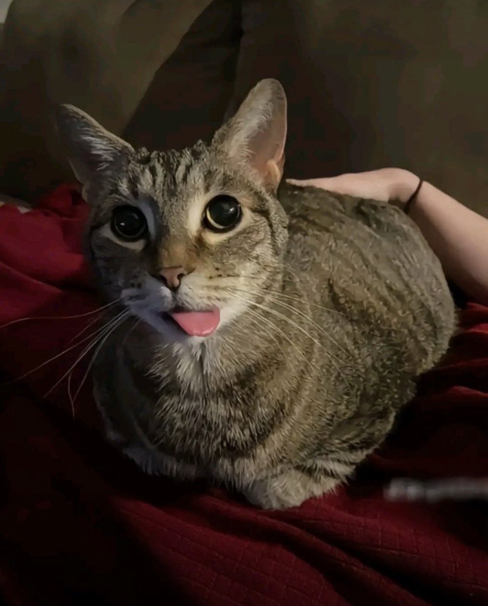 Maelereth🔞||🐱♀ tweet media