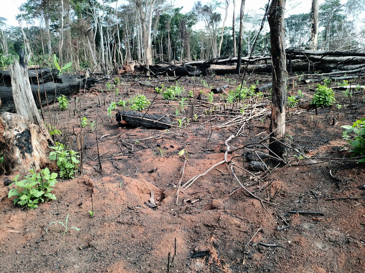 Tangwa Abilu.🌿🌏🌾🍀🍃.SDG's. tweet media