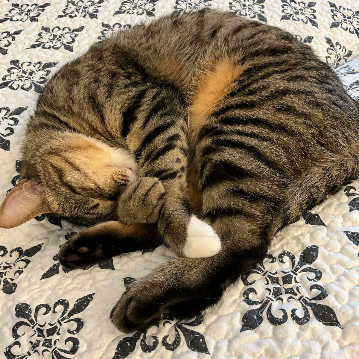 きらきら☆ tweet media