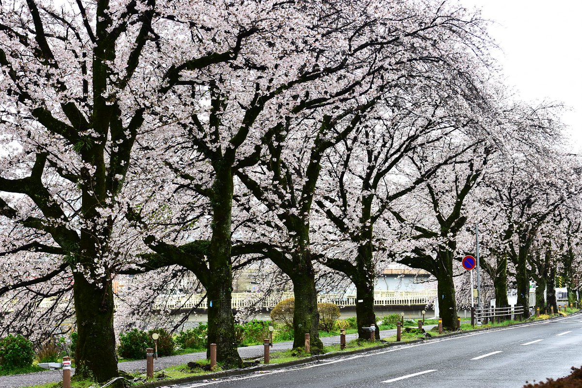 神奈川県で1番の桜の名所なのでは！
はだの桜みち
#秦野 #桜日和 #桜のトンネル