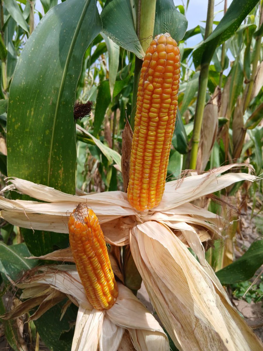 Evans •||The AgroCEO 🌱||• tweet media