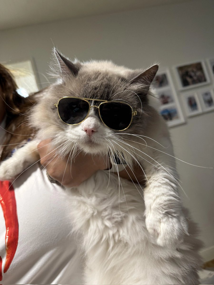 ibramoviç 💨 影狐 tweet media