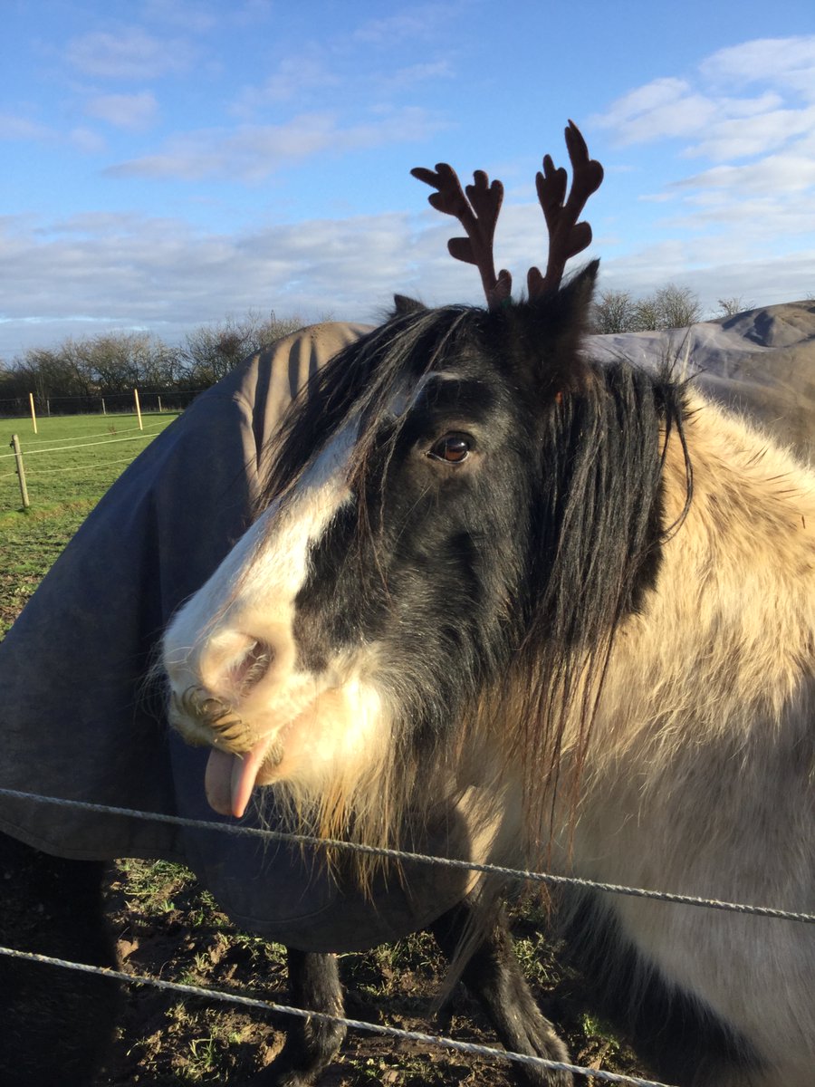 Eggsy Pony & Friends tweet media