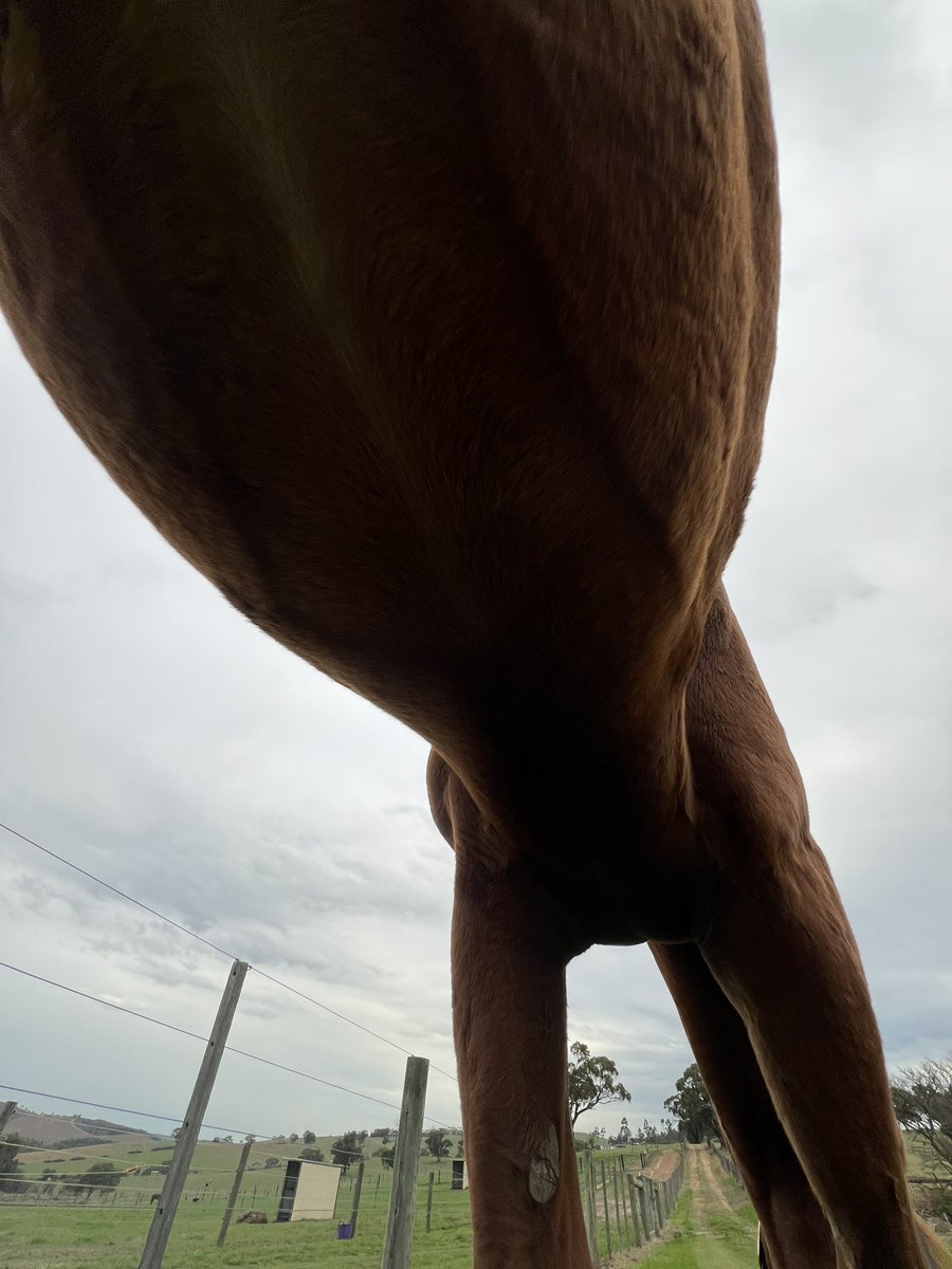 Lunar & Sunny 🐴 tweet media