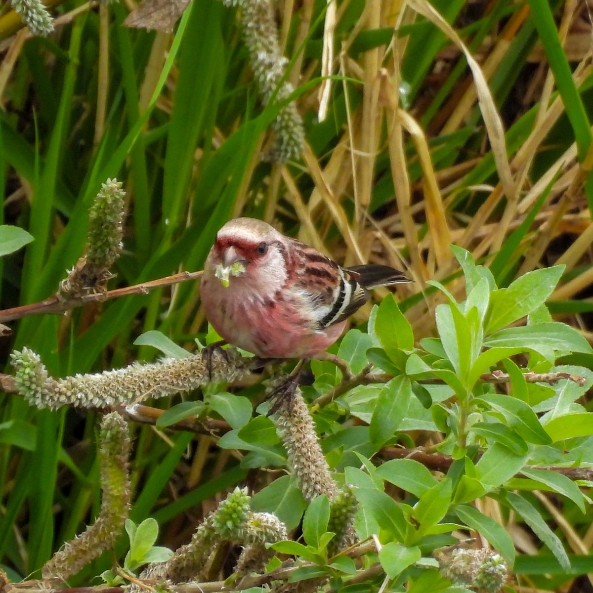 るもちゃん🌈とヒロ tweet media