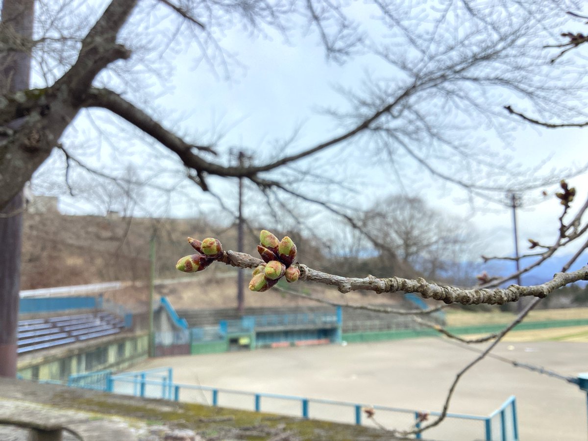 mogamiSSC's tweet photo. こんにちは！最上町観光協会です！
おらだの川公園の紅梅が開花✨
気温も段々と上がって春らしい気温になってきました😊
県内では桜の開花宣言が出始めましたが、最上町はもう少しかかりそうです🌸

最上町の観光情報はこちら👇
https://t.co/pvlchFwRnw https://t.co/gnBsUI3hih