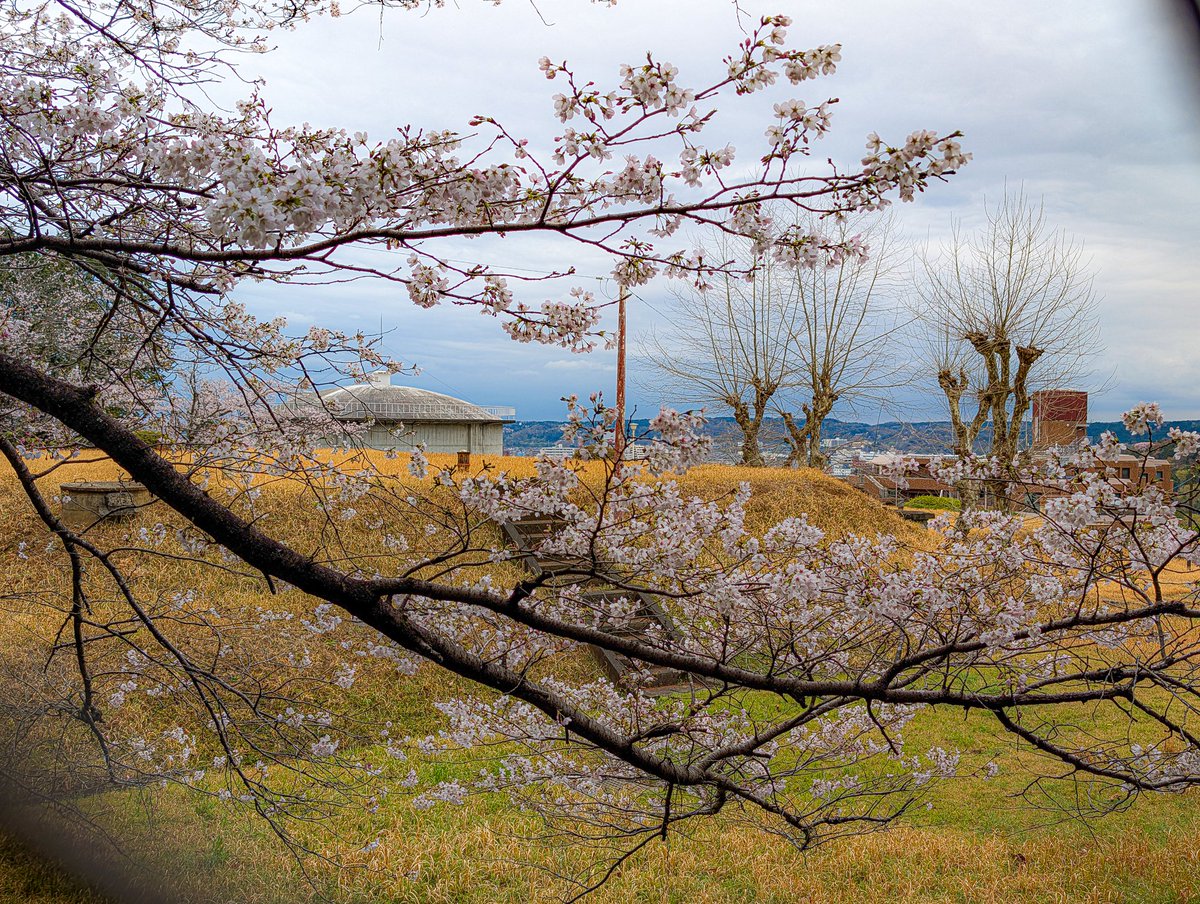 あっさらしい～！ tweet media