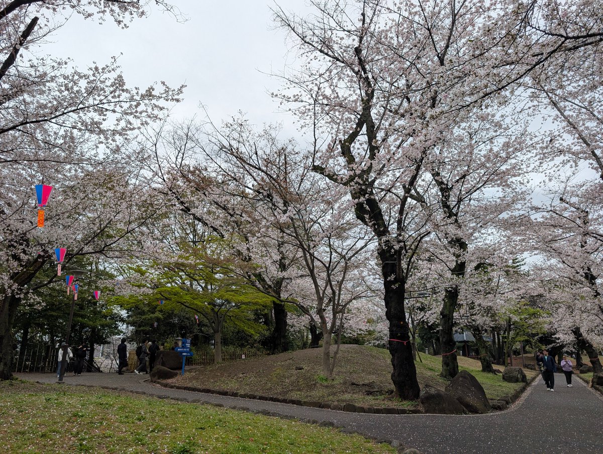 JAPAN_Forward_'s tweet photo. Asukayama Park in full bloom, one of Tokyo’s oldest and most beloved cherry blossom spots. Although the sky was overcast, the soft light made it easier to capture the colors.
#AsukayamaPark #CherryBlossoms #TokyoSakura #SpringInTokyo #BlossomSeason https://t.co/vLwrHXp322