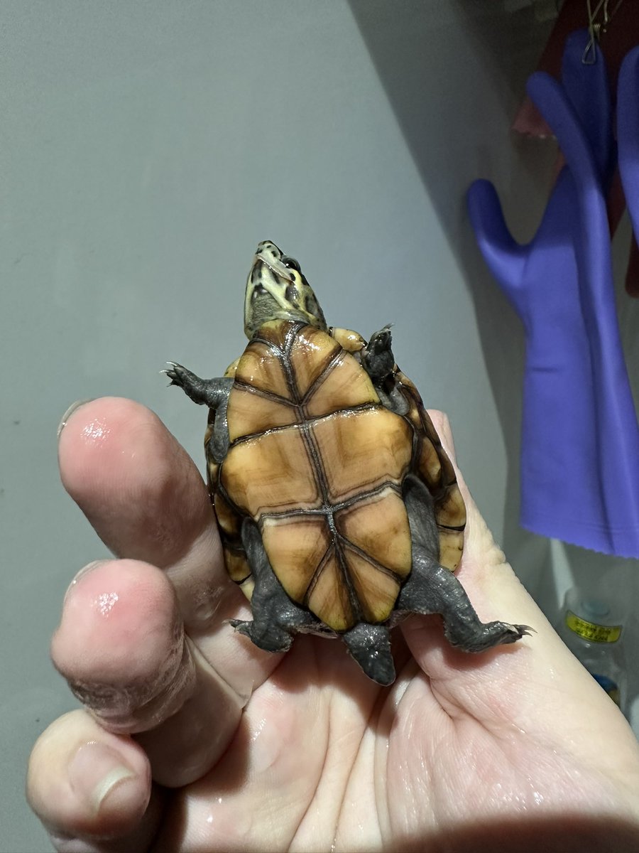 爬虫類ショップ 天和（tenwa_reptiles） tweet media