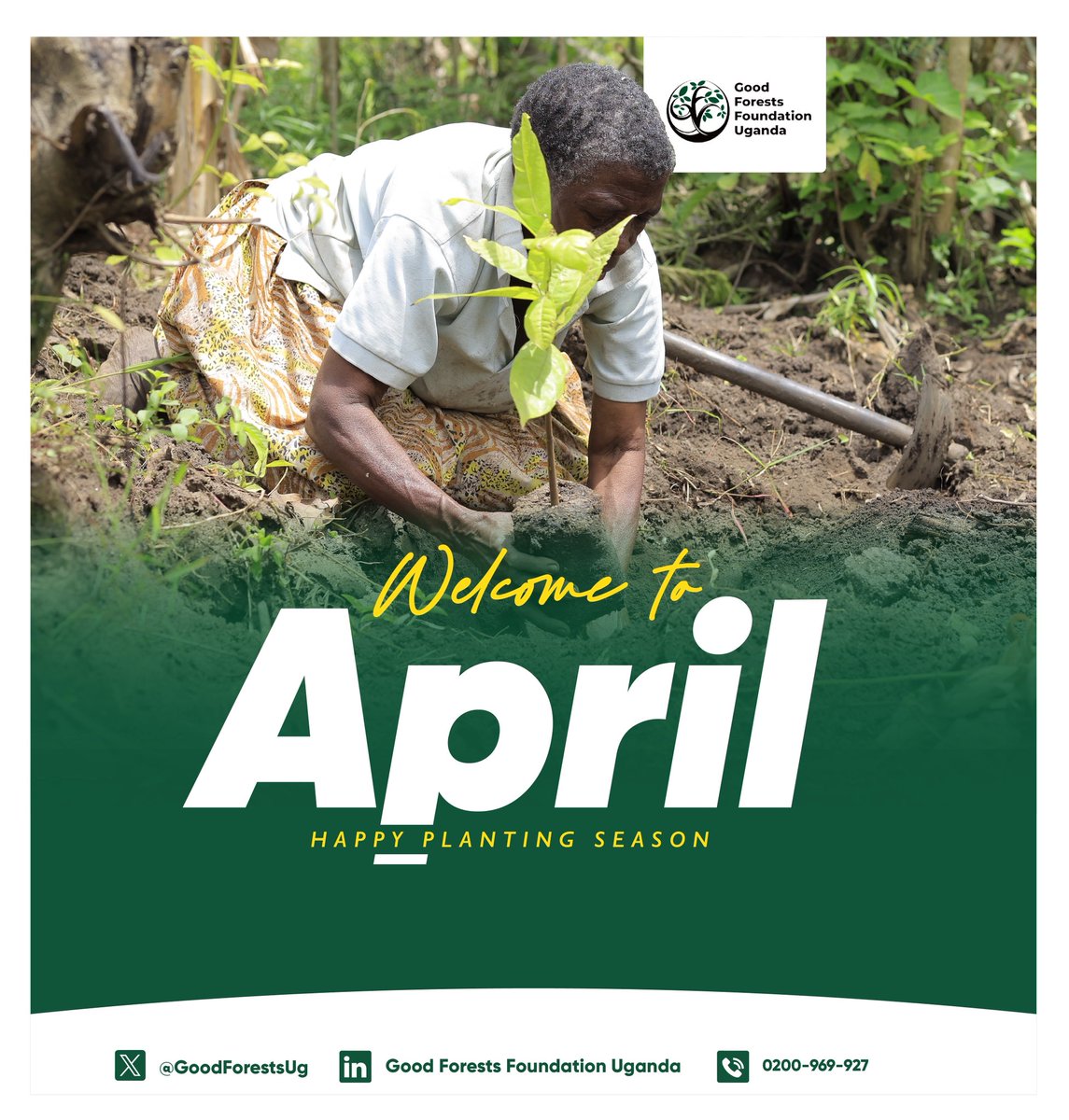 GoodForestsUg's tweet image. April is here 🌱, the rains are returning, and it’s time to plant for our future. Every tree we grow today restores our land, protects our climate, and supports our communities. Let’s make this planting season count. 
Happy New Month ✨ 
 #PlantATree #HappyNewMonth