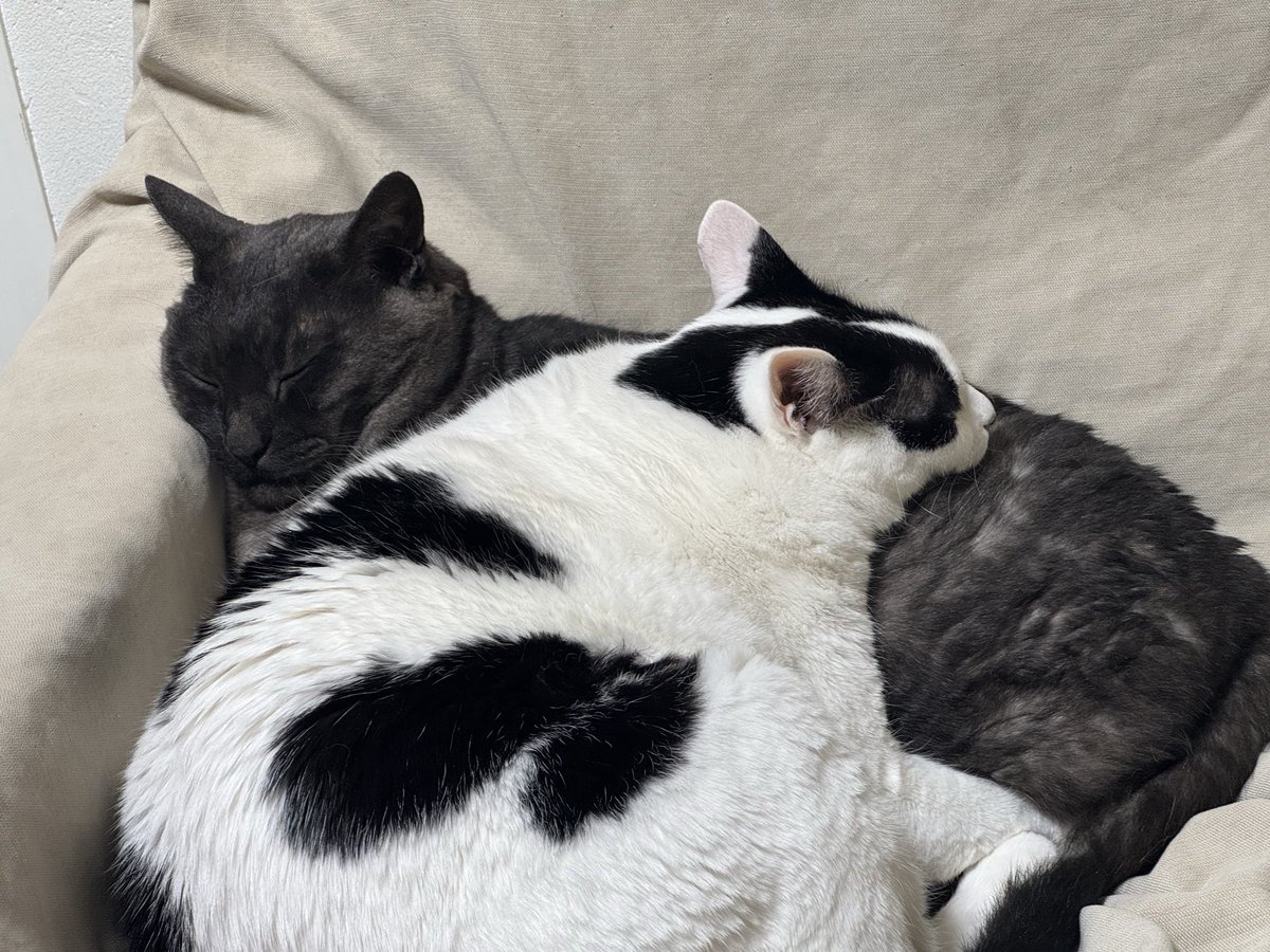 アイスクリーム tweet media