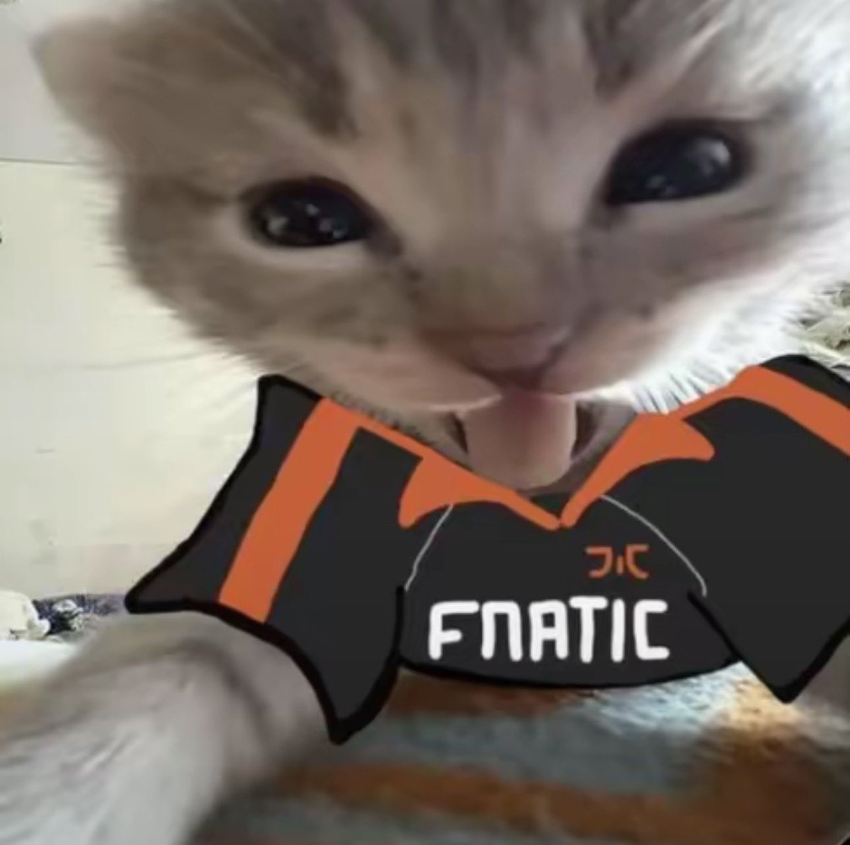 FNC jessy 🦘 tweet media