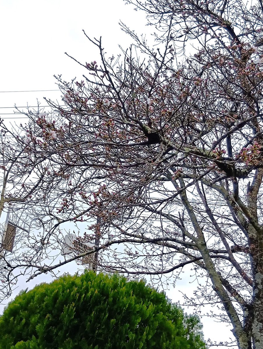 花村佑子@azuminofm tweet media