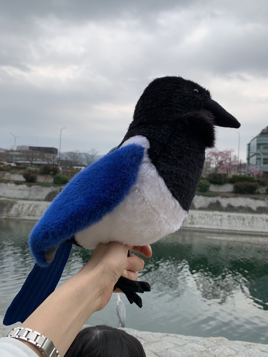 もふもふとり工房 tweet media