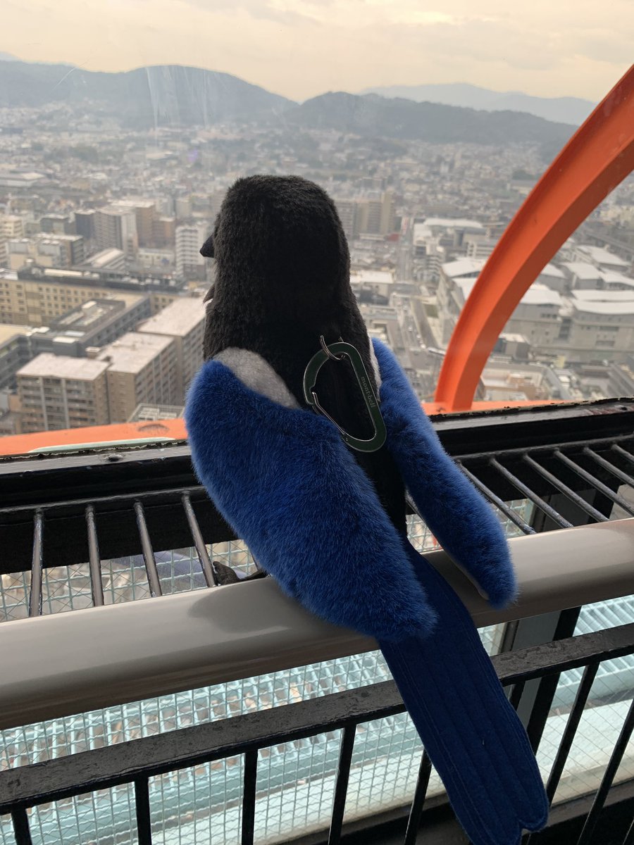 もふもふとり工房 tweet media