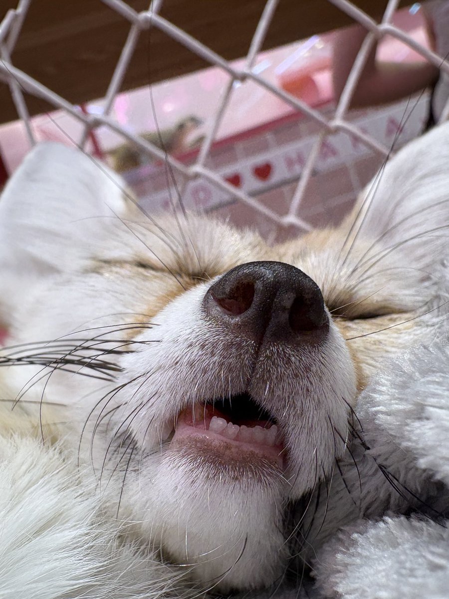 HARRY 原宿かわいい動物園 tweet media