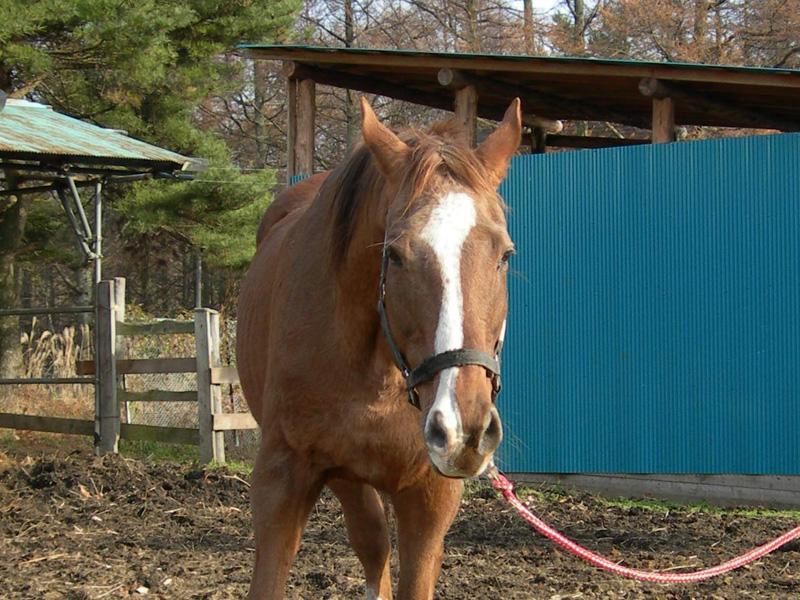 가나시스(ガナシス) tweet media