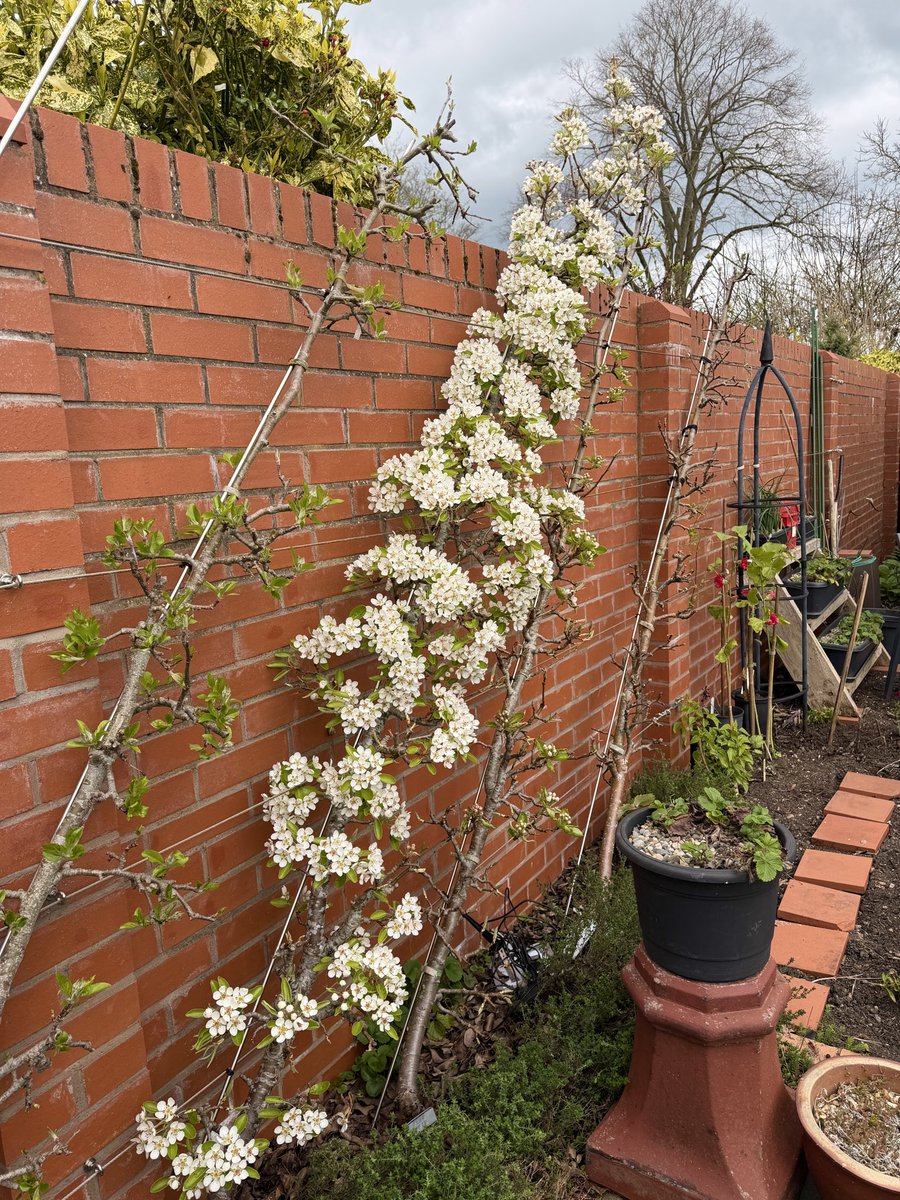Walnut Kitchen Garden 🌶🫑🌼🍅🥦🌸🫐🍒🌿 tweet media