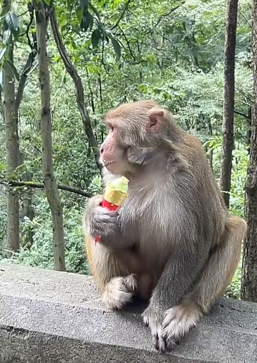 Moaak 🦍 tweet media