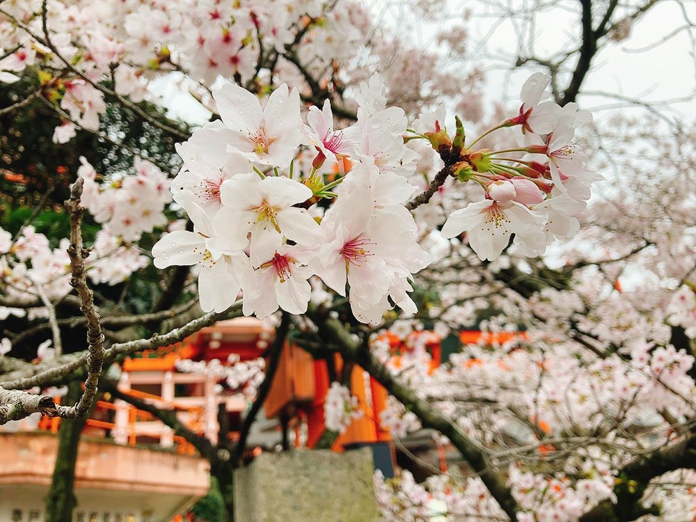 samuneco's tweet photo. 4月、雨だけど桜は多分咲いてるはず
草戸稲荷にお参りしました
なんとか小雨で桜をゆっくり見る事ができました*⋆ 🌸*⋆
春季の御朱印と…
#印活 #御朱印 #草戸稲荷 #桜 #春季限定 https://t.co/vLcgo4myRF