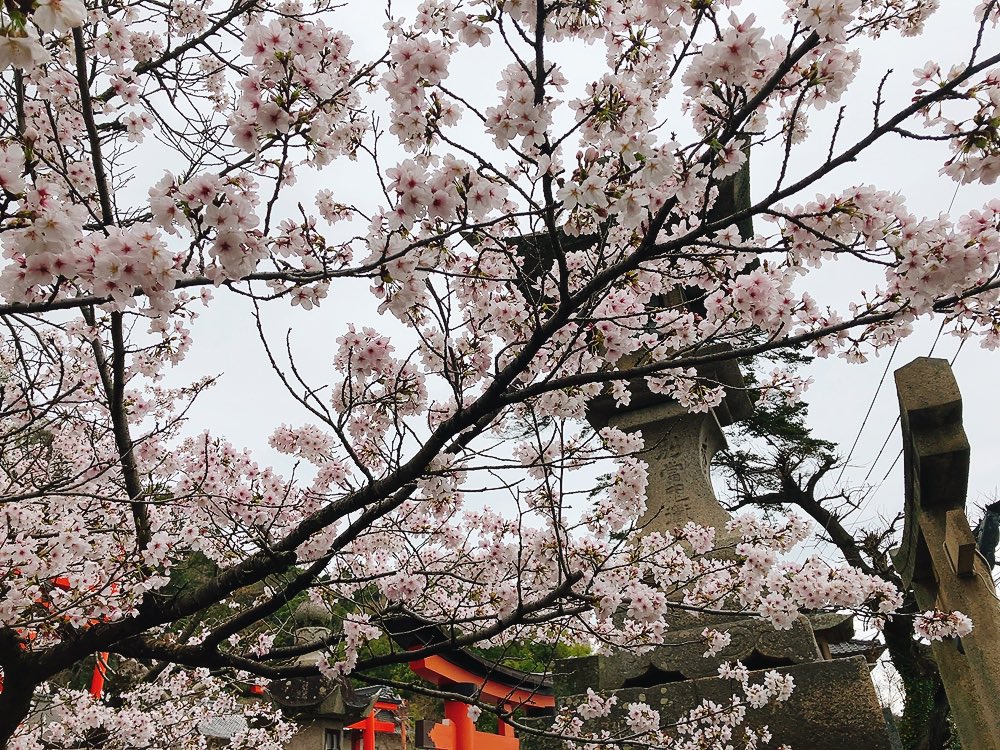 samuneco's tweet photo. 4月、雨だけど桜は多分咲いてるはず
草戸稲荷にお参りしました
なんとか小雨で桜をゆっくり見る事ができました*⋆ 🌸*⋆
春季の御朱印と…
#印活 #御朱印 #草戸稲荷 #桜 #春季限定 https://t.co/vLcgo4myRF