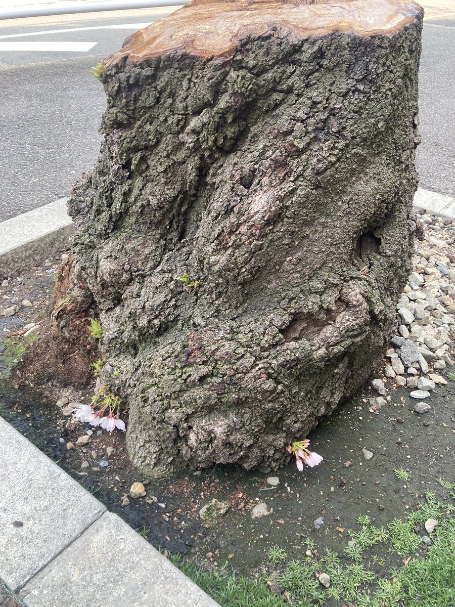 今日から４月。大学の入学式であろう親子連れをたくさんみた。みんな、とても楽しそう。良い学生生活になりますように。

春だなぁ🌸
散歩途中で見つけた桜。幹も枝もなくても咲く。その強さが羨ましい。
