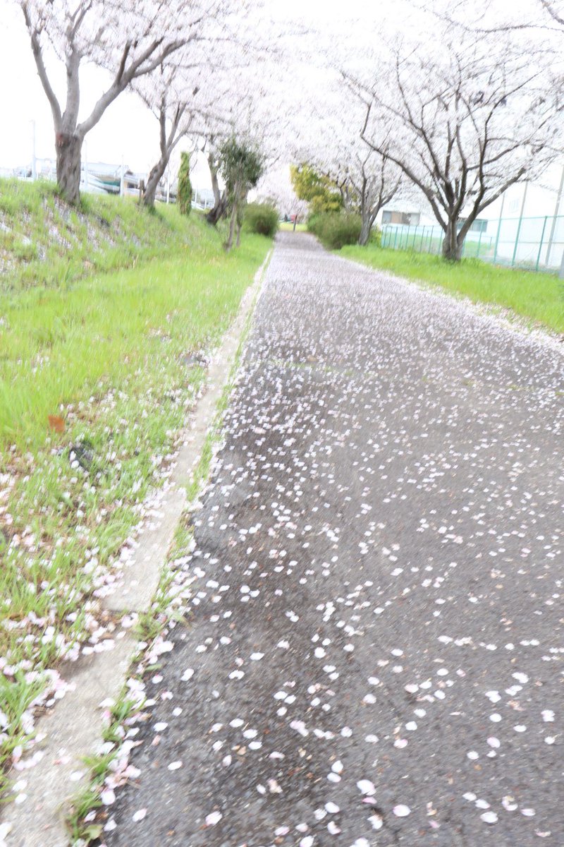 mio003's tweet photo. 花散らしの雨。濡れて、なほ。 https://t.co/F78oL4Yq8I