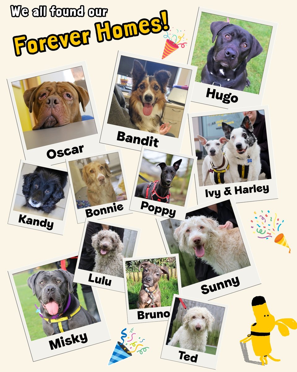 DT_Leeds's tweet image. No #AprilFools today, just PAWsome rehoming success! 🎉🐶🏡

In March we processed 36 adoptions here in #Leeds!! 😁

All these guys are now settling into their forever homes. 🥰

See who's still waiting 👉 bit.ly/DTLEEDS

#GoodNews #RescueDogs #AdoptDontShop @DogsTrust
