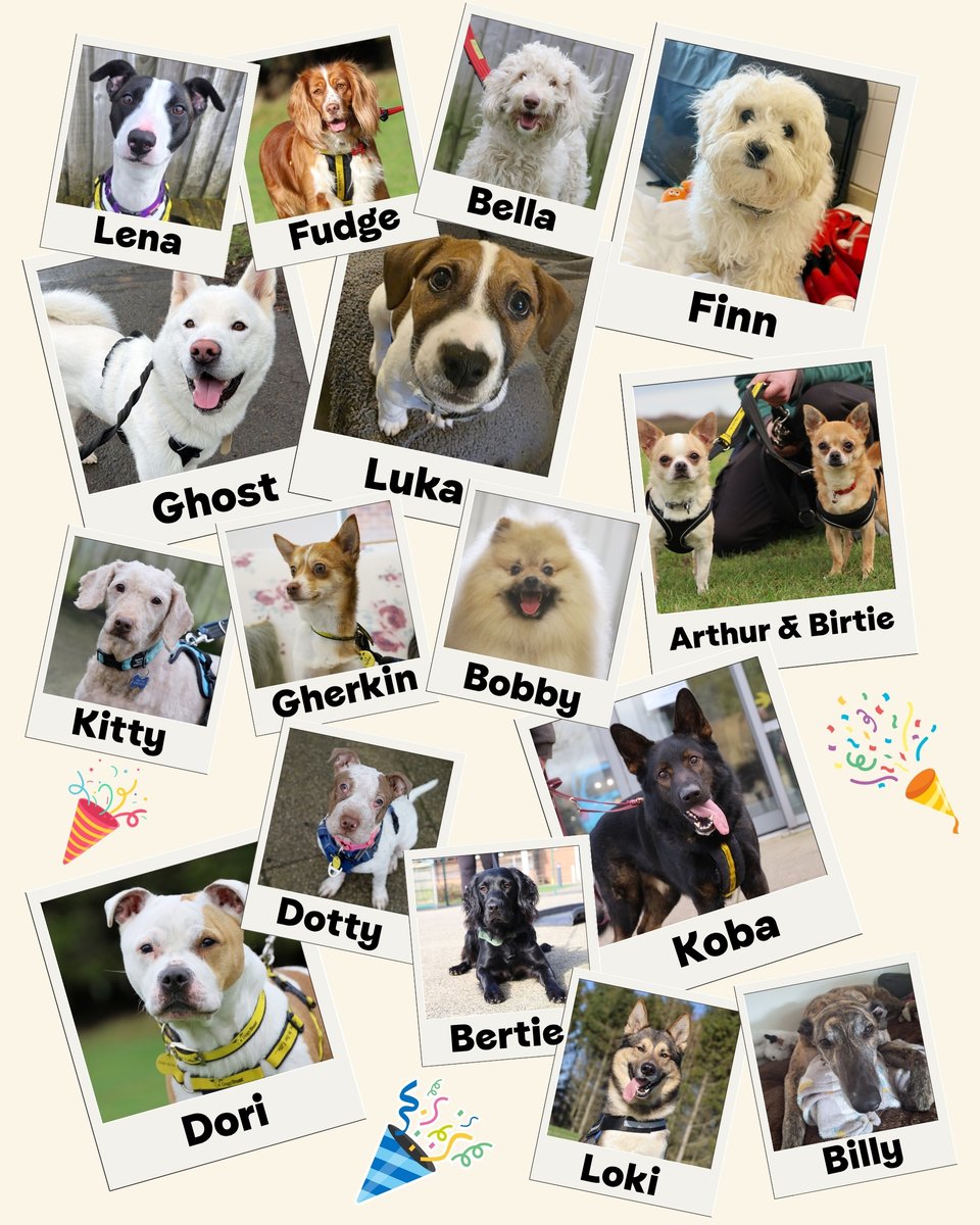 DT_Leeds's tweet image. No #AprilFools today, just PAWsome rehoming success! 🎉🐶🏡

In March we processed 36 adoptions here in #Leeds!! 😁

All these guys are now settling into their forever homes. 🥰

See who's still waiting 👉 bit.ly/DTLEEDS

#GoodNews #RescueDogs #AdoptDontShop @DogsTrust