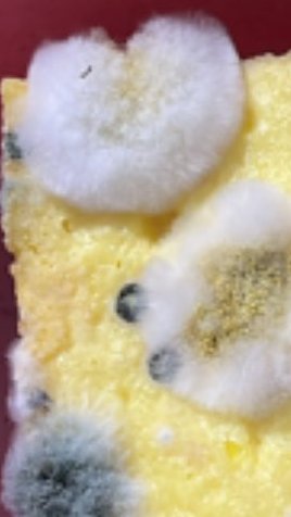 Amanda Brownies tweet media