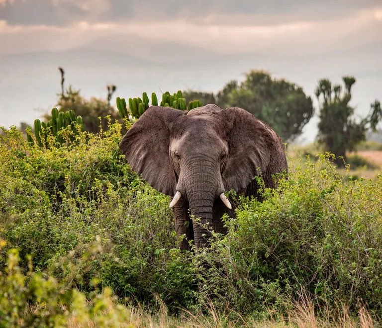 Nino🇸🇦 tweet media