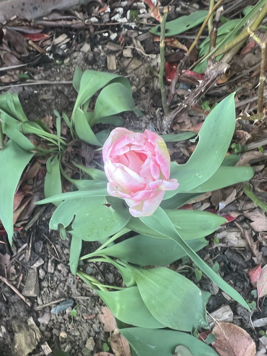 Trinkle96619465's tweet photo. #AprilTheFirst ๐ I think the joke is on us.. so many rising bills with the quality of services going down!
In the meantime my little tulip is getting pinker by the day๐ https://t.co/Oq4GAlT4gO