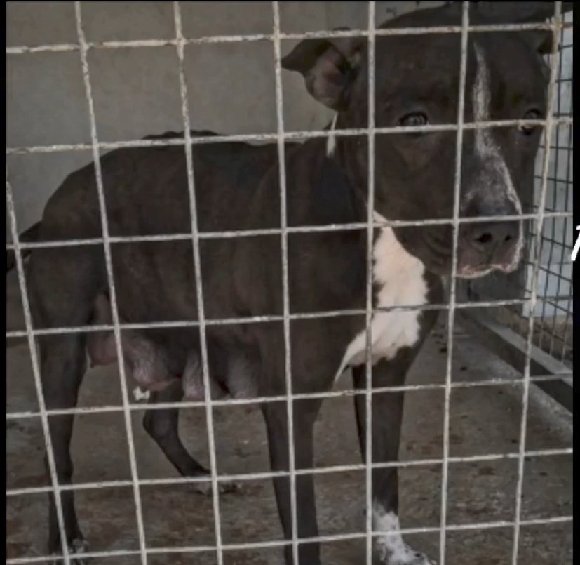 Manu Burk. tweet media