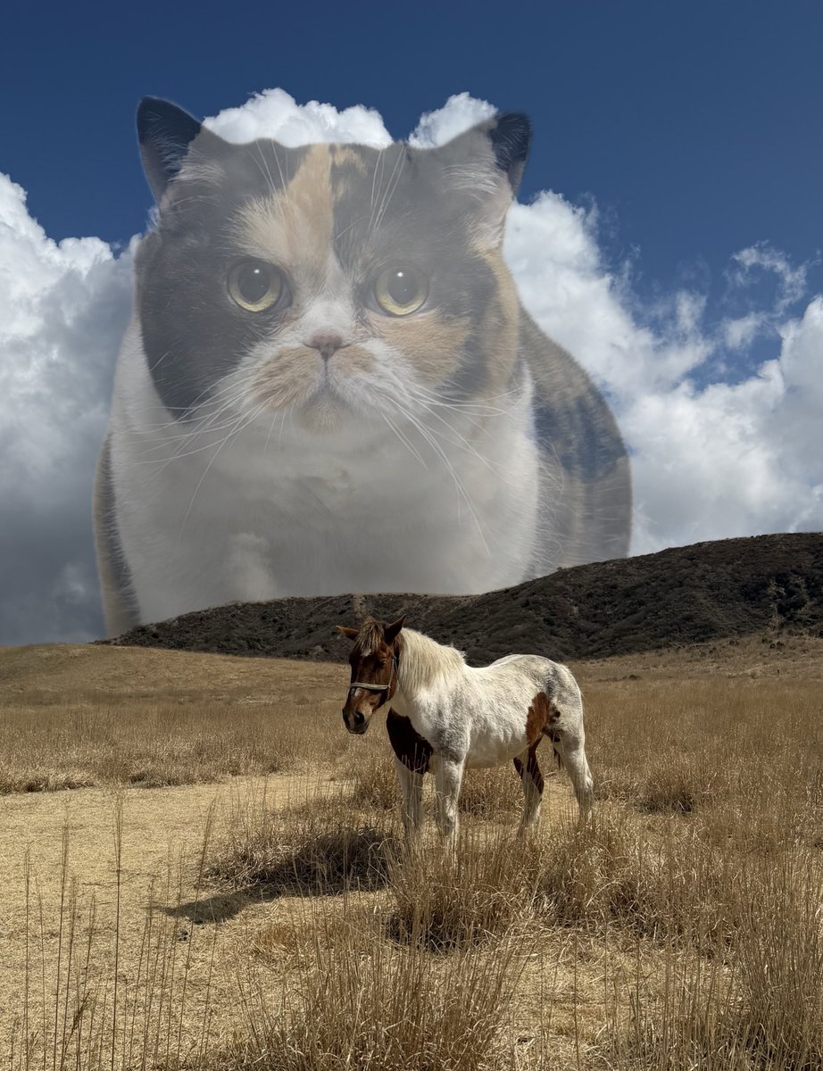 おあげ🍘 tweet media