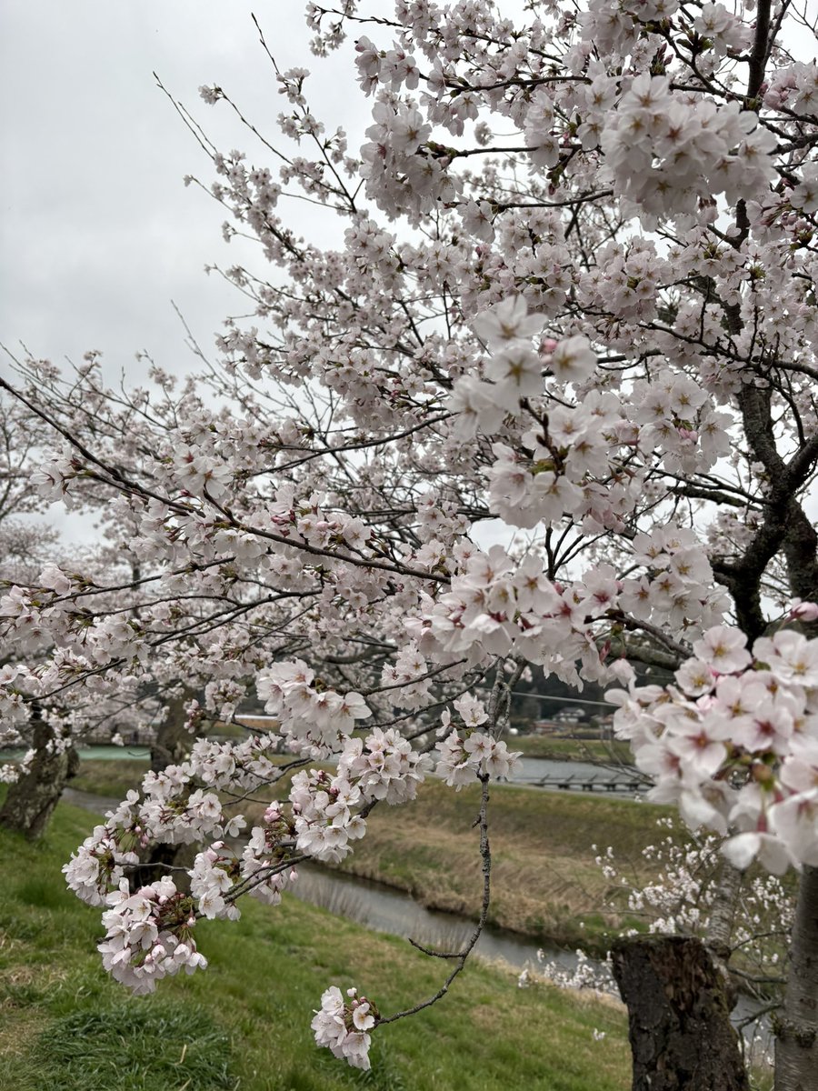 ©︎ぱいたん tweet media