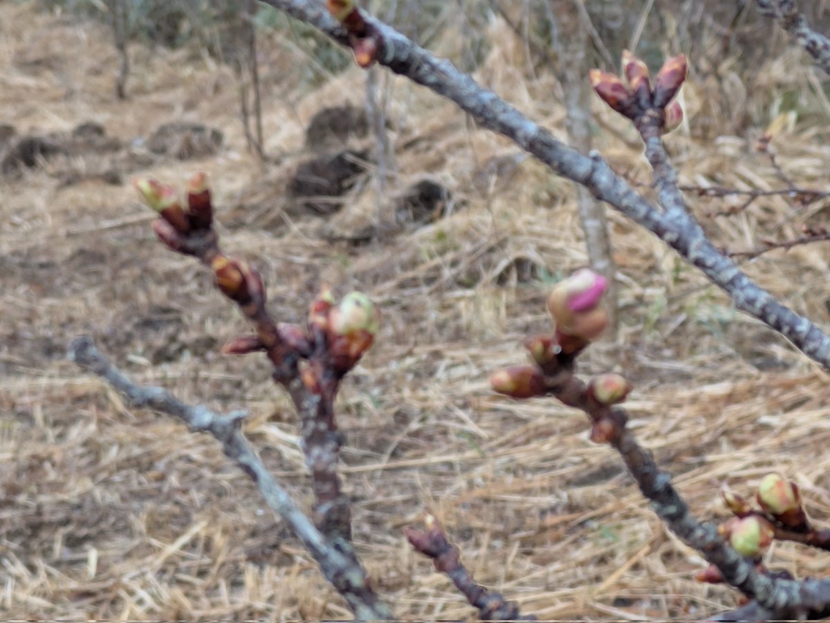 みやこじ里山 tweet media