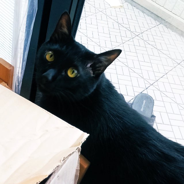 猫大好き杉本さん tweet media