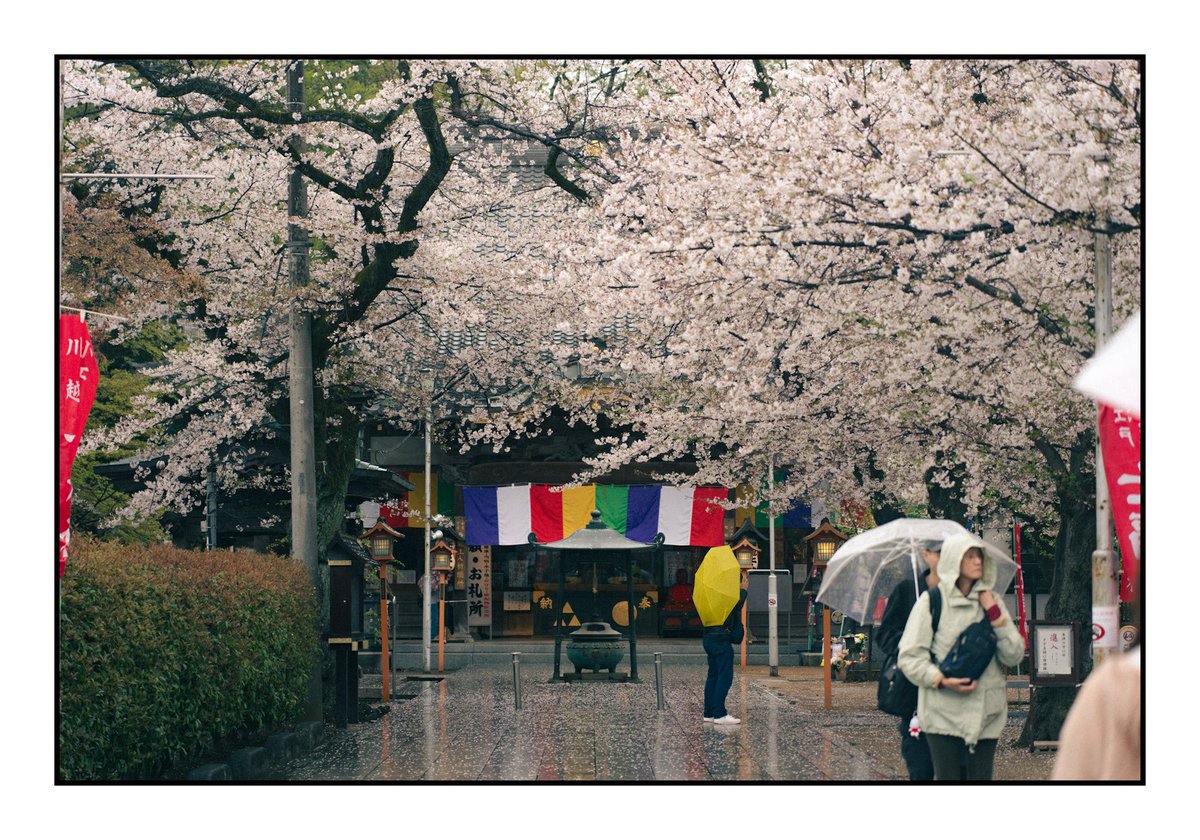 はり〜 tweet media