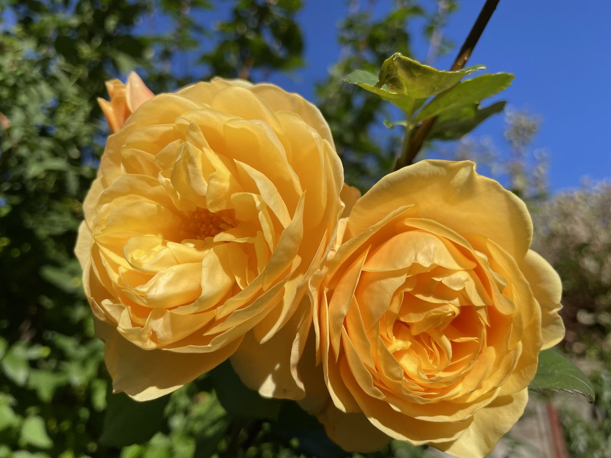 TheresaPengelly's tweet image. Happy #Rosewednesday
#flowerphotography